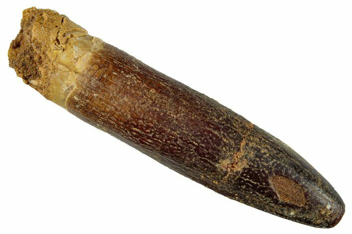 Fossil Sauropod Dinosaur (Titanosaur) Tooth - Morocco #267292